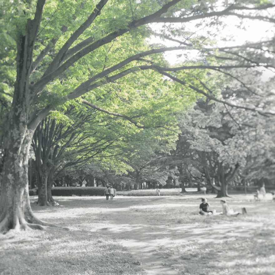 trees and greenery イメージ